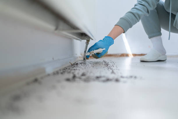 Wasp Removal Services in North Haledon, NJ